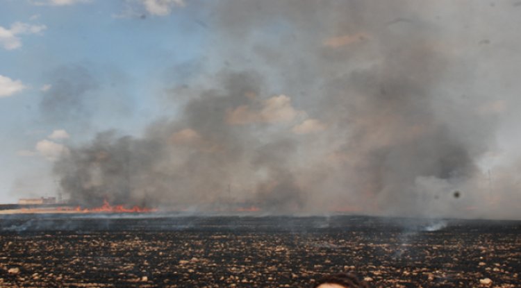 Şanlıurfa'da anız yakanlarla ilgili ceza işlem uygulanacak