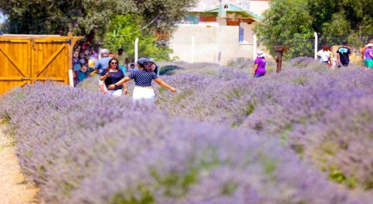 Lavanta Festivaline vatandaşlar yoğun ilgi gösterdi