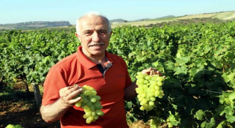 Mersinde üzüm şenliği düzenleniyor