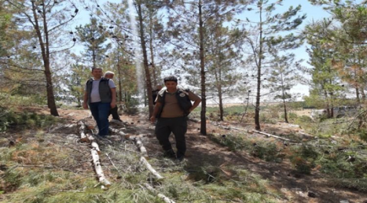 Şanlıurfa'da sıklık bakımı çalışmaları devam ediyor