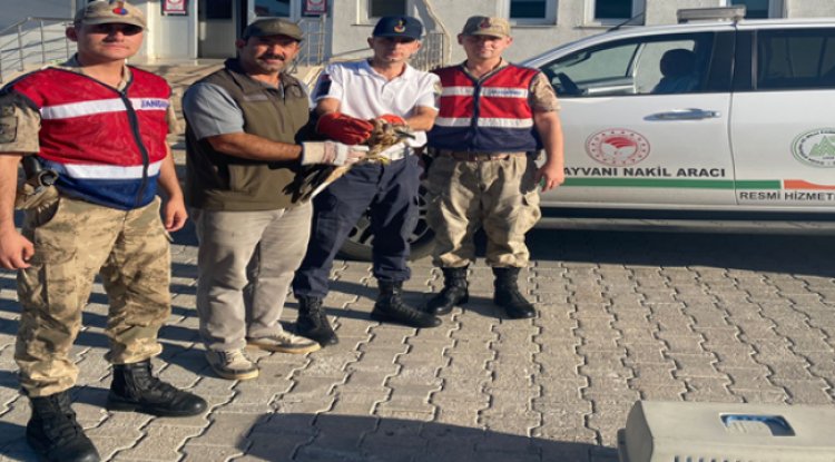 Kızıl Şahin Urfa’da Tedavi Altına Alındı