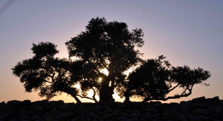 Ağaçların Göbeklitepesi 2 bin yıldır zamana meydan okuyor