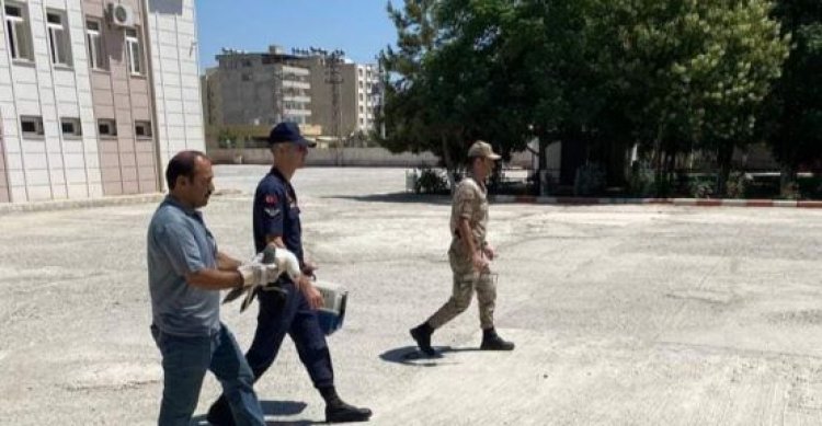 Şanlıurfa&#039;da yaralı olarak bulundu