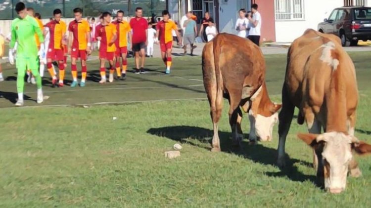 İnekleri görenler gözlerine inanamadı! Ümraniyespor-Galatasaray maçı öncesi olay görüntü