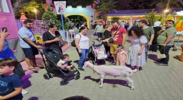 Sahibiyle lunaparka giden kuzu ilgi odağı oldu