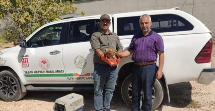 Urfa&#039;da yaralı hâlde bulunan şahin tedavi altına alındı