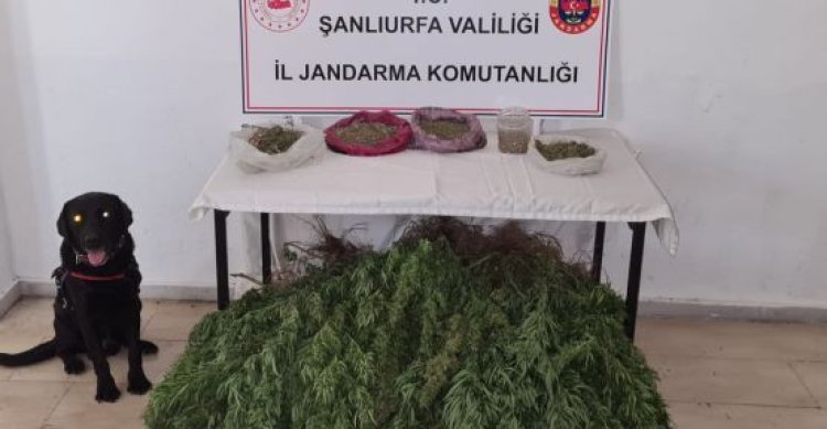 Viranşehir&#039;de uyuşturucu operasyonu