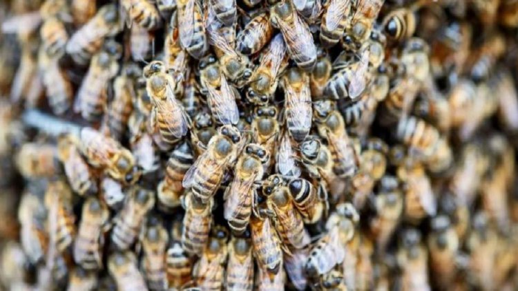 Bahçesindeki ağaç dallarını kesmeye çalışan genci 20 bin tane arı soktu