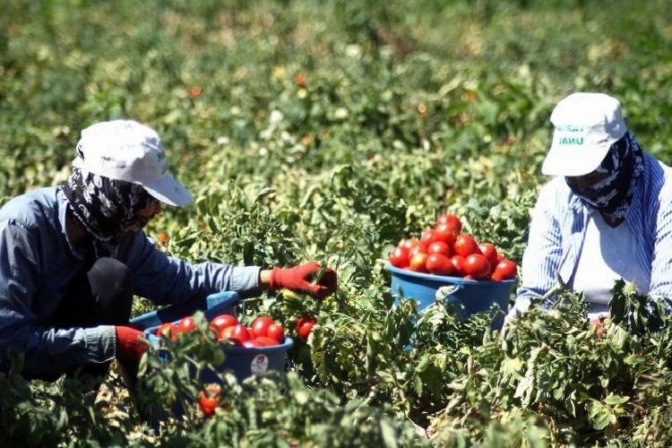 Bursa Yenişehirli çiftçi planlı ekim istiyor