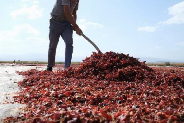 Bursa Ovaazatlı’nın toz biberi dünya mutfaklarında