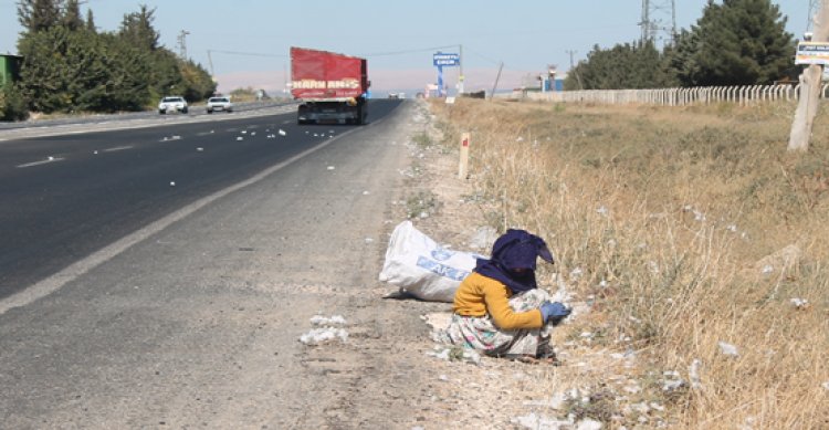 Ekmeklerini yol kenarından çıkarıyorlar!