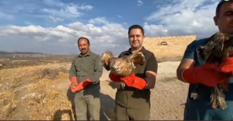 Şanlıurfa’da  kuşlar doğaya bırakıldı