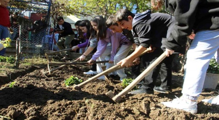 Üretimin önemini anlatmak için öğrencilere tarlada uygulama çilek diktirildi