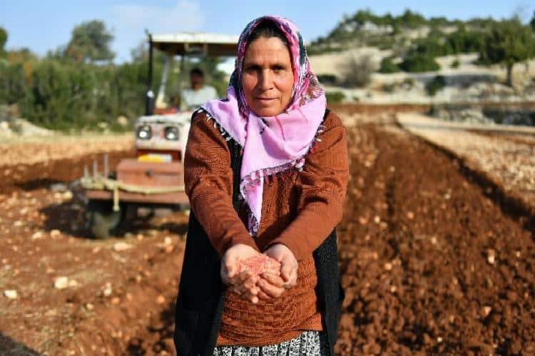 Mahallî buğday gelecek jenerasyonlara aktarılıyor