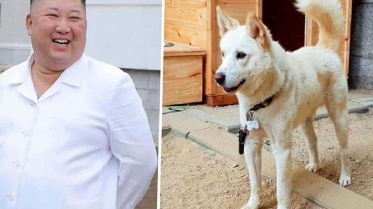 Kim Jong-un’un ikram ettiği köpekler, Güney Kore’de büyük krize neden oldu