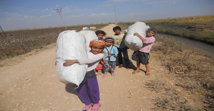 Öğrencilerin okul harçlığı pamuktan çıkıyor