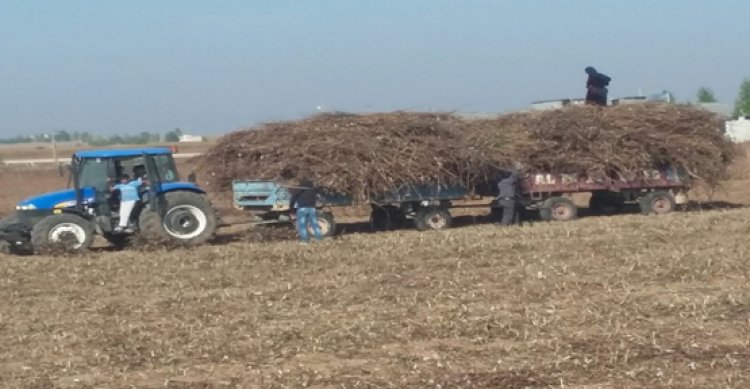 Urfa&#039;da beyaz altının artığı da değer kazandı!