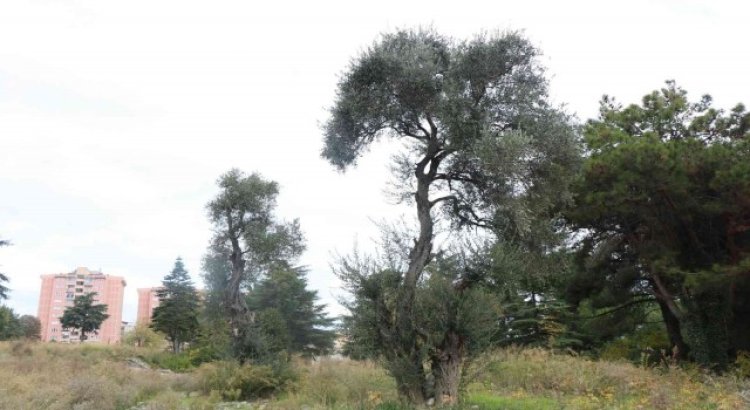 120 yıllık Hamidiye Hastanesinin bahçesinde asırlık zeytin ağaçları