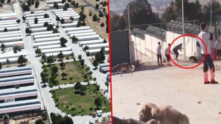 Konya’da köpeklerin kürekle telef edildiği barınakta birinci fatura kesildi