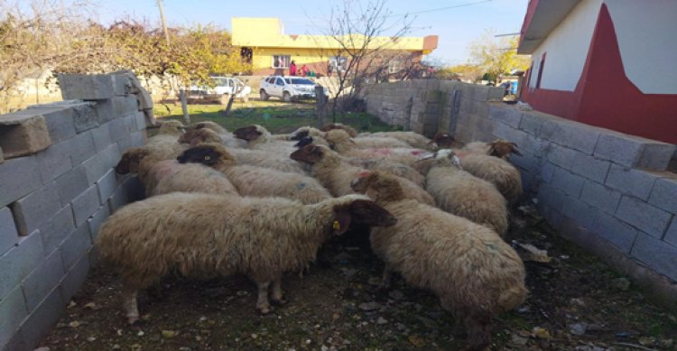 Şanlıurfa’da hırsızlık zanlısı çoban çıktı!