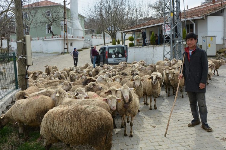 Keşan ve etrafında yabancı çobanlar revaçta!