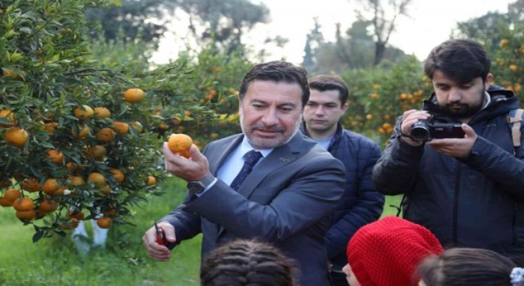 Başkan Aras, öğrencilerle mandalina hasadı yaptı