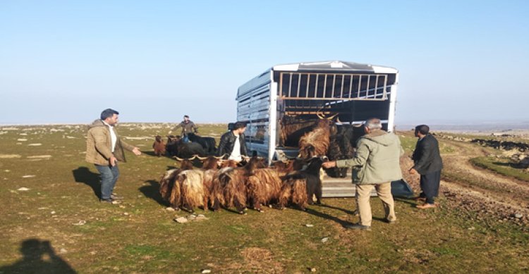 Siverek&#039;te küçükbaş hayvan hırsızları yakalandı