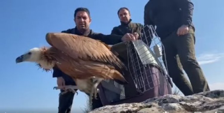 Şanlıurfa’da Kızıl Akbaba yaşam alanına bırakıldı