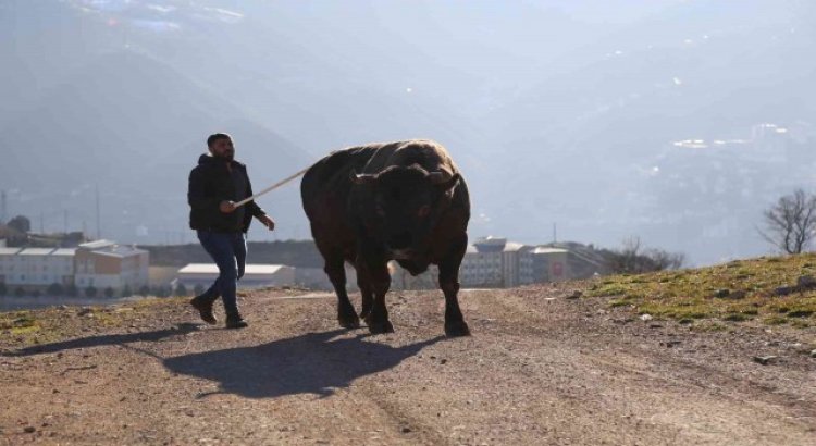 Artvinde heykeli yapılan şampiyon boğa 500 bin liraya satıldı