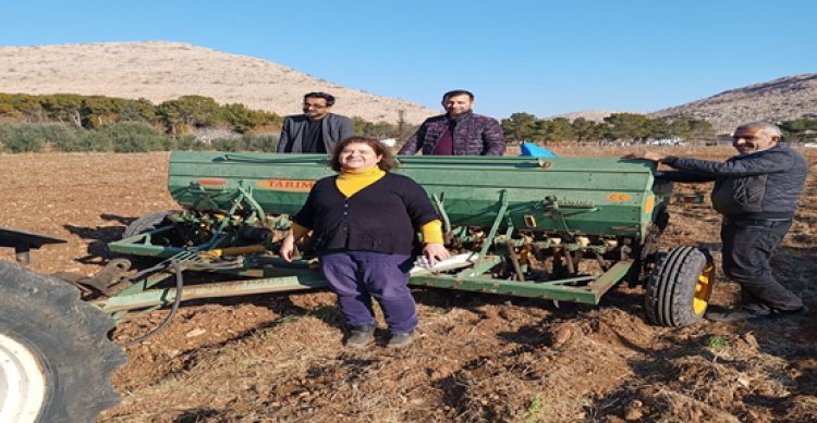 Şanlıurfa’da mercimek ekimi yapıldı