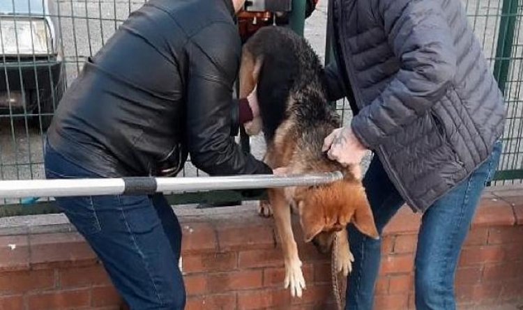 Demir çitlere sıkışan köpeği itfaiye kurtardı