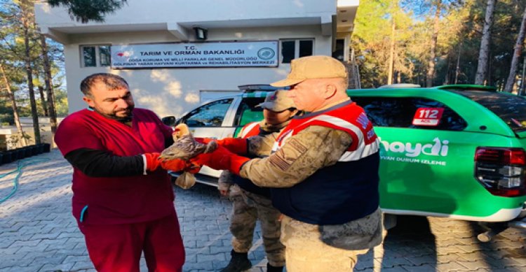 Şanlıurfa&#039;da kızıl şahin tedavi altına alındı