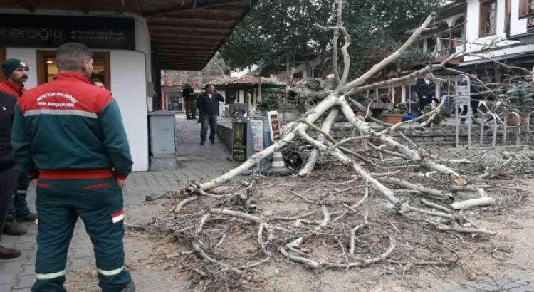 110 yıllık tescilli Çınar devrildi