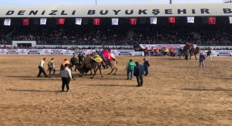 Denizlide 120 pehlivan deve güreşmeye başladı