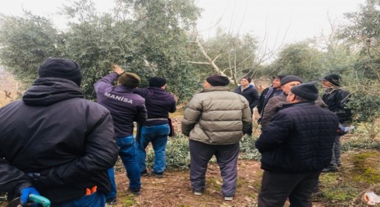 Salihlide zeytin üreticilerine uygulamalı budama kursu