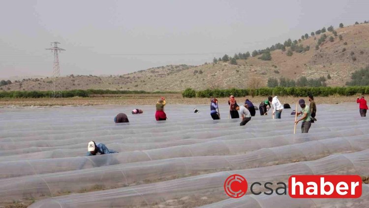 Salçalık biber fideleri toprakla buluştu