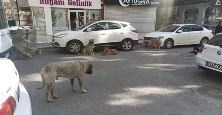 Urfa sokaklarda korkutan görüntüler