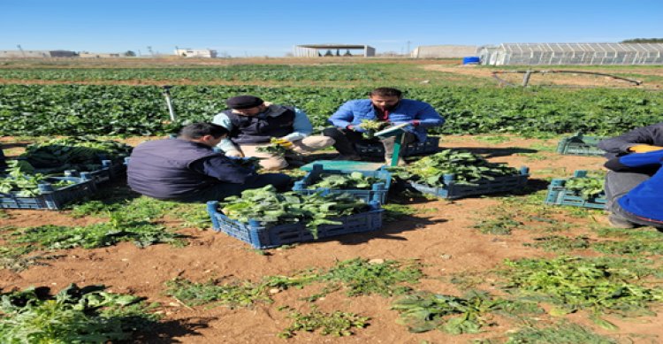 Şanlıurfa’da alternatif ürün hasadı yapıldı!