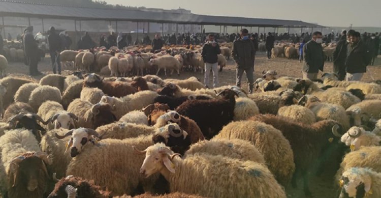 Eyyübiye&#039;de bulunan hayvan pazarı kapatıldı