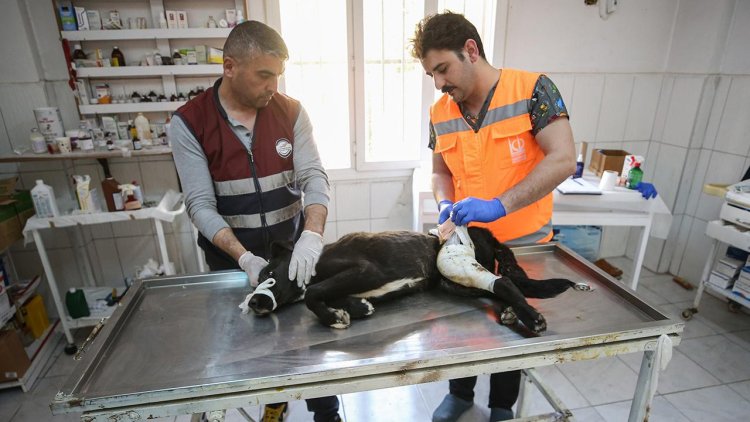 Hatay'da 10 binden fazla hayvana şifa eli değdi