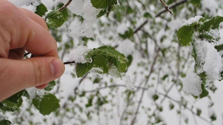 Meteoroloji'den Siirt'e zirai don uyarısı