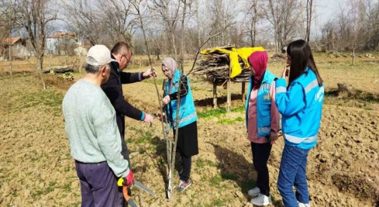 Hisarcıkta çiftçilere meyve ağaçlarında budama teknikleri eğitimi