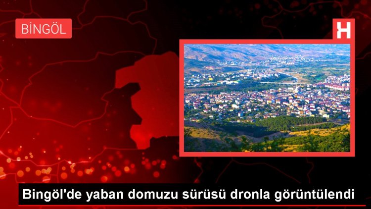 Bingöl’de yaban domuzu sürüsü dronla görüntülendi