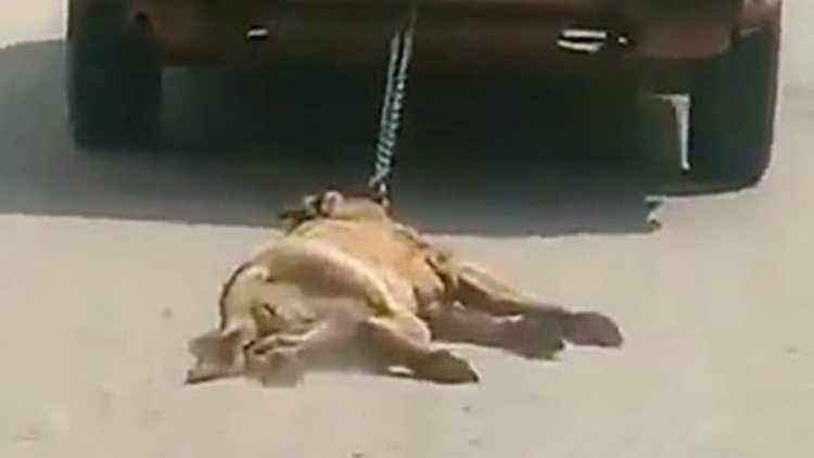 Denizli’de araçla köpeği sürükleyen şahıs kendini savundu