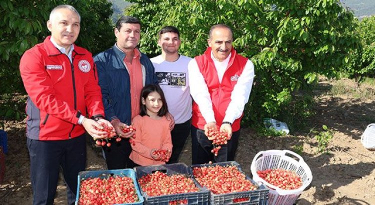 Manisa'da 2023’ün ilk kirazı hasat edildi