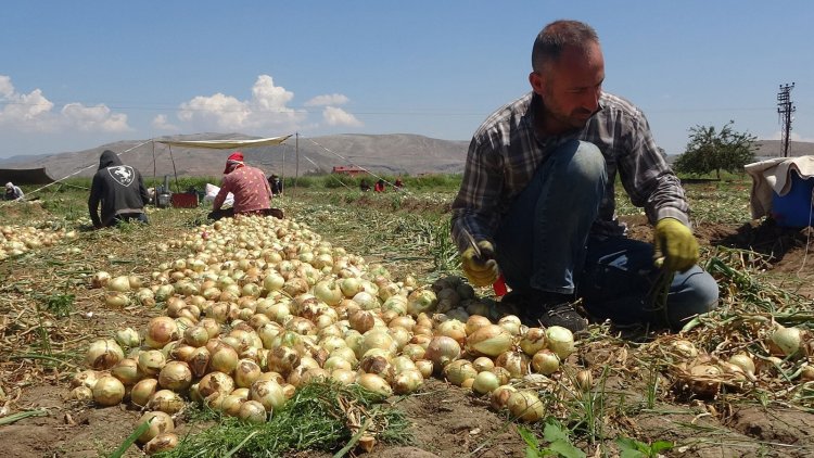 Soğan fiyatı tarlada düşüyor! “Parayı marketler kazanıyor” çıkışı