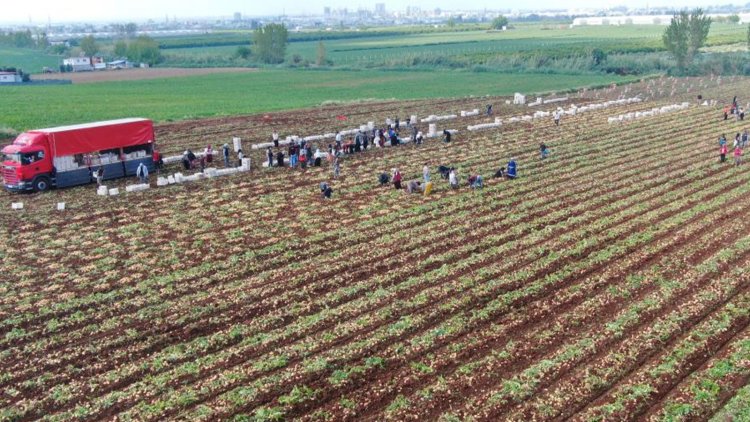 Erkenci hasat çiftçinin yüzünü güldürdü, sıra tüketicide: Fiyatlar düşecek