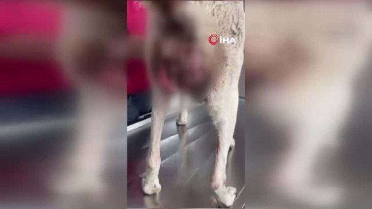 Gelibolu’da kanserli sokak köpeğinin yardımına hayvanseverler koştu