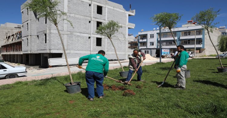 Haliliye parkları yeşilleniyor