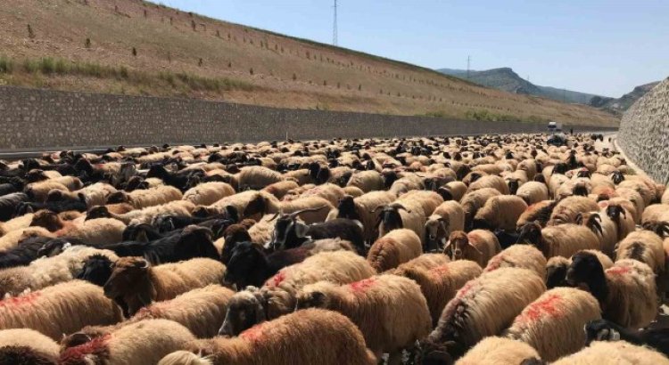 Göçerlerin zorlu yayla yolculuğu başladı